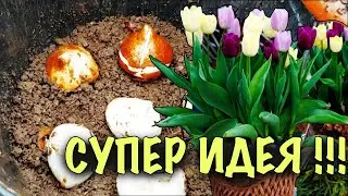 СУПЕР ИДЕЯ для сада! Посадка ТЮЛЬПАНОВ В КАШПО! МОБИЛЬНО! КРАСИВО! БЕЗ ЗАМОРОЧЕК!