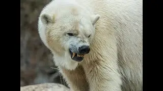 This Polar Bear Killed A Guy In Front Of His Kids