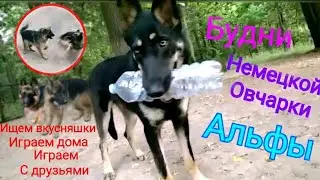 Будни немецкой овчарки|Как проводит дни Альфа?