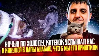 Услышала крик из темноты, потом за нами побежал котенок, в лапы Белке. Вот куда его брать?