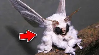 TOP 5 Nejvzácnější zvířata o kterých nevíte, že existují