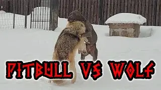 Смертельная схватка. Питбуль против волка. Pitbull vs wolf.