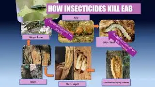 Emerald Ash Borer Urban SLAM (SLow Ash Mortality) Program - Lessons Learned