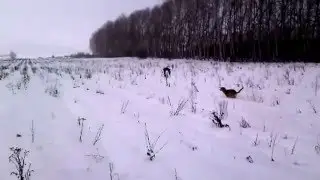 Hunting for Raven/Охота на ворона с иж-27,дробь №0