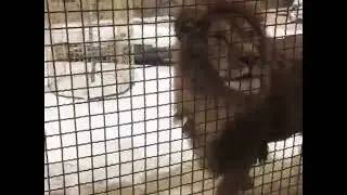 А вот лев ВИТЯ-МУФАСА. ❤️ЗВЁЗДНЫЙ ЛЕВ НА СНЕГУ! Life of 