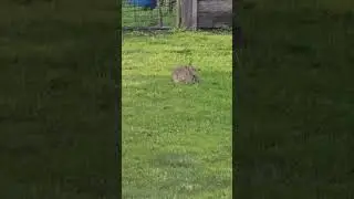 Rabbit at our place #ballarat #farmhouse #trending #foryou #animal #viralshort #viralreels