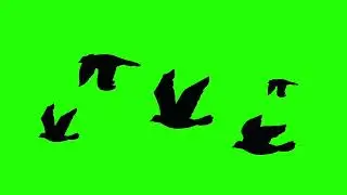 chroma key  birds // Green screen bird animation