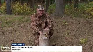 Соседи в шоке! Житель Ревды на прогулке с Рысью