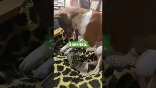 Собака зарывает заначку 