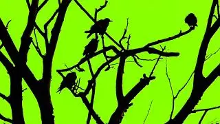 GREEN SCREEN  birds  effects 100%copyright free| chroma key  green screen animation screen effects