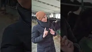 Какая порода коров лучше? 