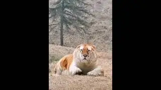 Кость широкая