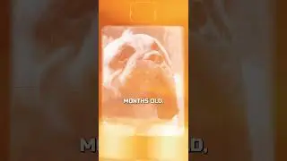 Will I Get Another Mastiff?!