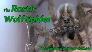 The Spiders in Your House - The Rustic Wolf Spider