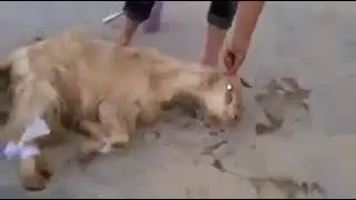 girl slaughtering a sheep