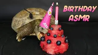 This Turtle's Birthday Wish? Watermelon Cake! (ASMR)