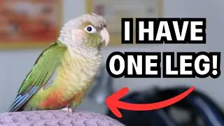 How to Care for a Bird with One Leg - One Legged Parrot Tips and Tricks | BirdNerdSophie AD