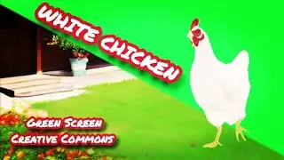 CHICKEN GREEN SCREEN FOOTAGE. Chromakey chicken animation.