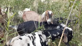 Гуляю с козами и думы думаю 🥳