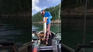 ПОСОШКОВАЯ ЩУКА!!! #shorts #щука #рыбалка #fishing #pike #джерк щука