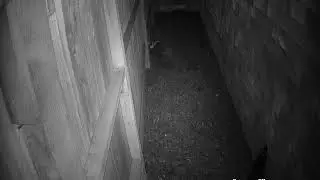 Nighttime Visitor