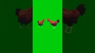 Funny Chicken Dance Green Screen Effect | hen #greenscreen