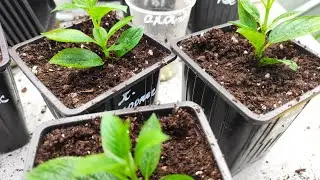 Как черенкую ГОРТЕНЗИИ в этом сезоне 🌿 Черенкование гортензии в торфотаблетках и преформах.