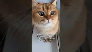 #кот