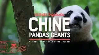 CHINE ★ Les pandas géants ★ Centre de Recherche de Chengdu ☀ Sichuan ☀ [Documentaire]