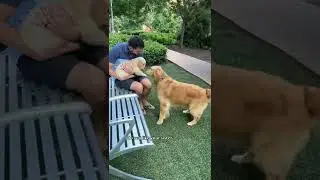 Dog meets puppy for the first time 🥰 