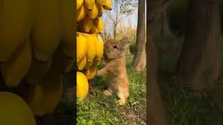 Little cutie who loves bananas 