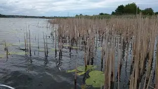 Реакция рыбы на гороховую мастырку и макуху! Подводная сьемка в шикарном месте!