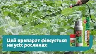 «Прованто Отек» – захист городніх культур навіть з сильним восковим нальотом!