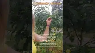 Как избавиться от тли.Отчет по методу