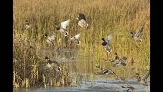 Лучшие моменты с охоты на утку 2018. Подборка точных выстрелов. Duck hunt best shots and moments