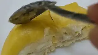 Beza Durian Musang King Dengan Durian Lain