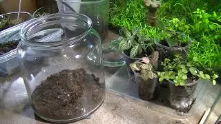 Как собрать флорариум. Подробное видео!