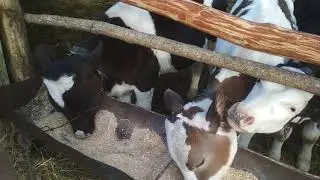 Рацион бычков в 4 мес