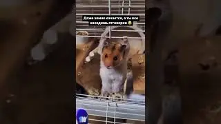 Хомяк качек 💪 