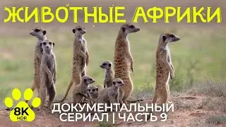 Дикая природа Африки – #9 | 8K HDR Документальный фильм о животных Трансграничного Парка Кгалагади