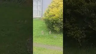 Baby bunny #trending #ballarat #rabbit #bunnybaby #baby #foryou #viralshort #viralreels #shortvideo