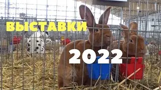 Кролики, куры, голуби на выставке в Чехии, Германии