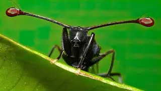 This is the strangest creature on our planet. Diopside fly.