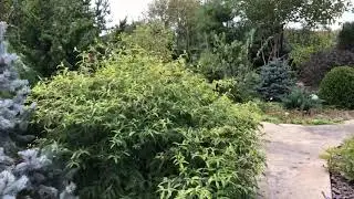 Beautiful Gardens. #Conifers