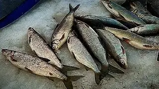 Прорвало СИГовый ТРУБОПРОВОД.😳 Попал на Сумасшедший клёв. 