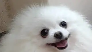 Щенки шпица.
