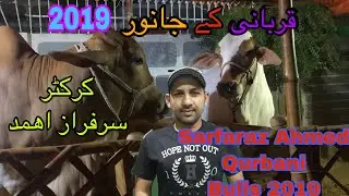 Sarfaraz Ahmed k Qurbani Kay Janwar 2019--Sarfaraz Celebrating  Eid Ul Adha ||Expensive Bulls