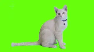 Green screen cat movement || copyright free