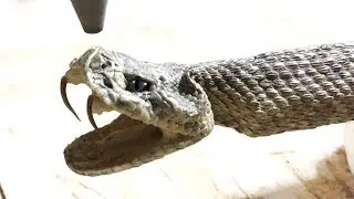 Rattlesnake Cut In Half With 60,000 PSI Waterjet -  whats inside a rattle snake