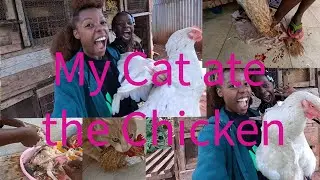 African village morning routine/ Feeding Chicken/How to slaughter a chicken/ Cat ate the chicken